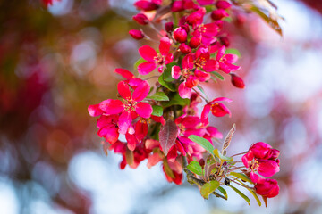 blooming trees and flowers in Westpark, Munich