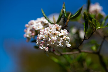 blooming trees and flowers in Westpark, Munich