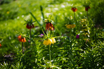 blooming trees and flowers in Westpark, Munich