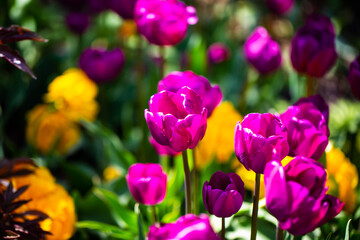 Tulips in Westpark, Munich