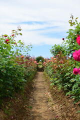 世羅高原農場 緑のトンネル