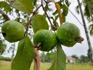 Close up of green guava fruit in the garden with blur background.