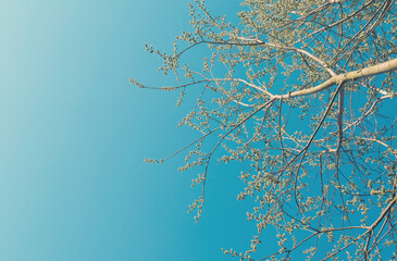 Blooming aspen branches against blue sky in springtime