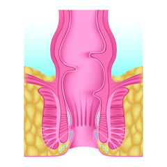 Anatomy of the human anal opening. Rectum. Medical poster. Vector illustration