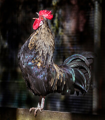 Nice rooster singing on the fence