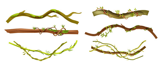 Jungle liana vector tropical set, vine branches, leaves, botanical exotic illustration isolated on white. Nature Amazon rainforest design elements, logs, vegetation collection. Jungle liana climbers © Oleksandra