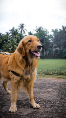 golden retriever dog during a walk