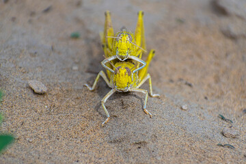 migratory locust swarm in india.locust are related to grasshopper.