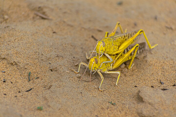migratory locust swarm in india.locust are related to grasshopper.