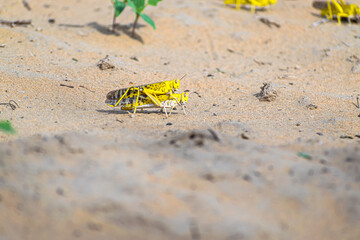 migratory locust swarm in india.locust are related to grasshopper.