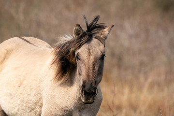 Head of a konik horse mare. In the golden reeds