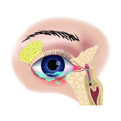 Teary inflamed eye. Blockage of the lacrimal sac or ducts. Anatomy of the organs of vision. Vector illustration