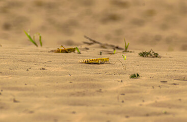 migratory locust swarm in india.locust are related to grasshopper.