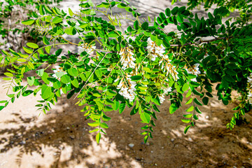 Боярышник и акация цветущие