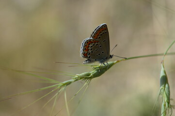 Butterflies in their natural habitat