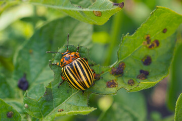 One Colorado beetle sitting on a pitted potato leaf. Focus on the pest's head. Bug eating a plant. Close-up. Bright illustration about insects, pests of agricultural plants and gardening. Macro