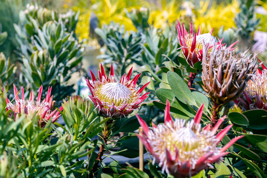 Protea cynaroides, also called the king protea. The species is also known as giant protea, honeypot or king sugar bush. This cultivar is the Protea cynaroides “Little Prince”.