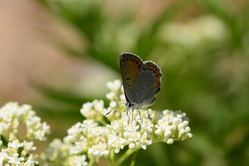 Butterflies in their natural habitat