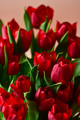 Red tulips with bright green leaves on a dark background.