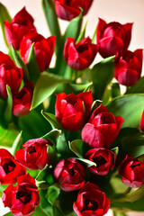 Red tulips with bright green leaves on a dark background.