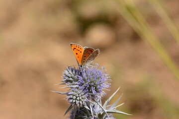 Butterflies in their natural habitat