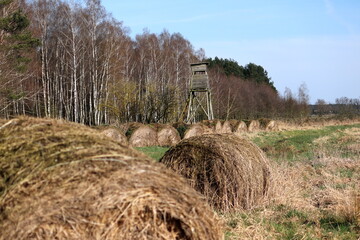 pulpit at the edge of the forest
