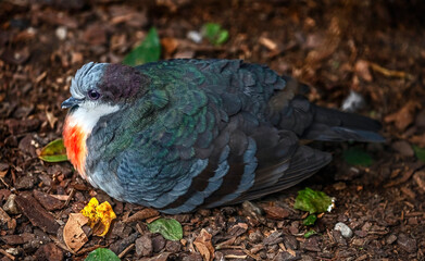 Luzon bleeding-heart pigeon on the ground. Latin name - Gallicolumba luzonica	