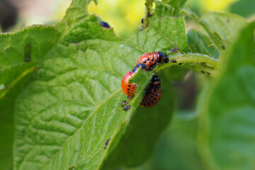 A few Colorado beetle larvae eat the potato leaf. Close-up. A bright illustration on the theme of protecting agricultural plants from bugs and pests. High detail. Side view in profile. Macro