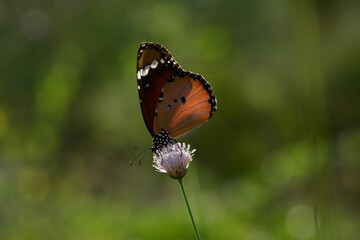Butterflies in their natural habitat