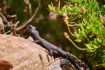 Black dragon lizard (Cordylus niger) from the side, sitting on a rock, on a sunny day in South Africa