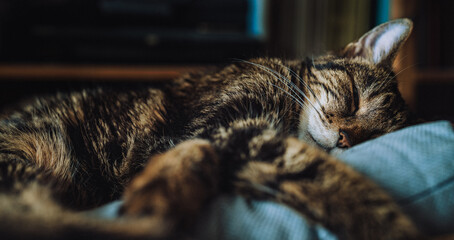 Closeup shot of a cat sleeping on a blue couch at night