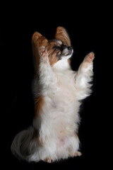 Papillon Hund vor schwarzem Hintergrund