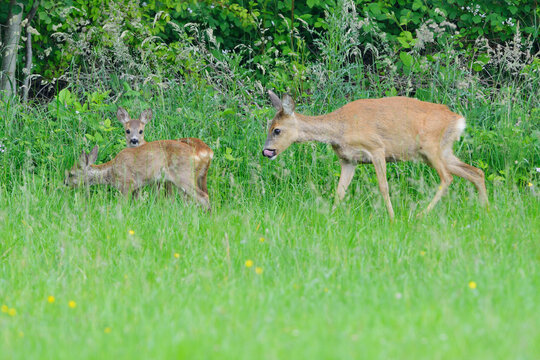 Rehe am fr&uuml;hen Morgen mit Jungtieren
