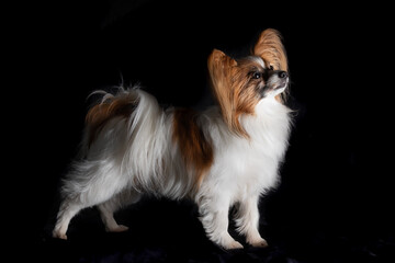 Papillon Hund vor schwarzem Hintergrund