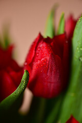 Red tulips with water drops and bright green leaves on a dark background.