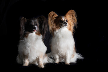 Papillon Hund vor schwarzem Hintergrund