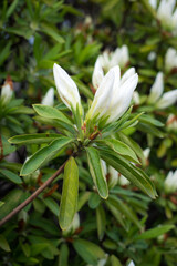 白いツツジの蕾