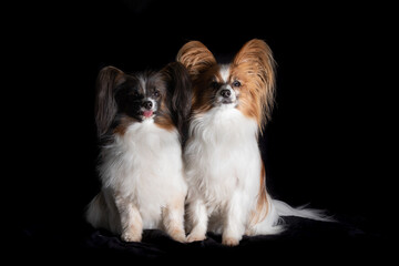 Papillon Hund vor schwarzem Hintergrund