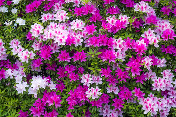 Fototapeta premium 満開の白やピンクのツツジ