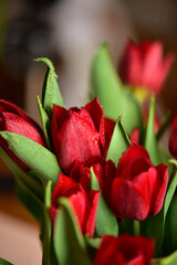 Red tulips with water drops and bright green leaves on a dark background.