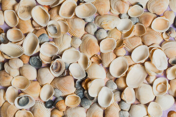 Still life of shells on a decorative background