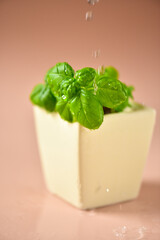 Basil in a white glass, with drops of water on a powdery background.