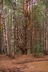 Green forest, branches, grass, leaves in summer