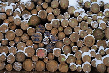 Wood in the harz mountains
