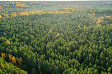 summer forest top view drone, background green trees panorama landscape