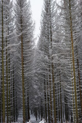 Wood and forest in the harz mountains