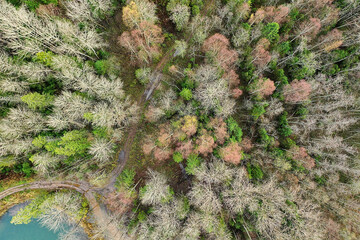autumn forest without leaves top view with drone, nature background landscape