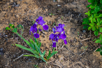 Акация, сирень, ирис, яблоня и другие цветы