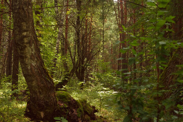 Green forest, branches, grass, leaves in summer