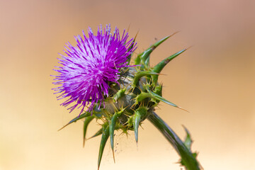 Silybum marianum, common names, cardus marianus, milk thistle, blessed milkthistle, Marian thistle, Mary thistle. This species is an annual or biennial plant of the family Asteraceae